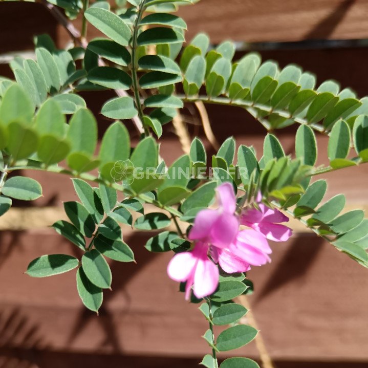 Indigo de l'Himalaya, Indigofera heterantha var. gerardiana image